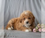 Small #2 Poodle (Miniature)