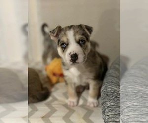 Siberian Husky-Unknown Mix Dogs for adoption in Gretna, NE, USA