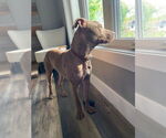Small #5 American Bulldog Mix