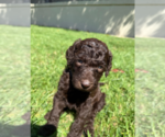 Small #3 Labradoodle mix (+ Poodle Standard)