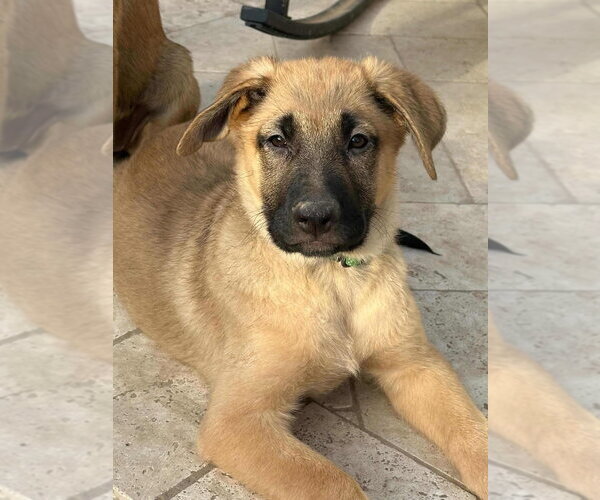 Medium Photo #5 Mutt Puppy For Sale in Dana Point, CA, USA