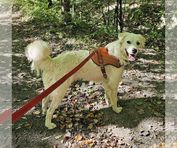 Medium Photo #2 Great Pyrenees Puppy For Sale in Croydon, NH, USA