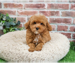 Small #5 Cavapoo (Miniature)