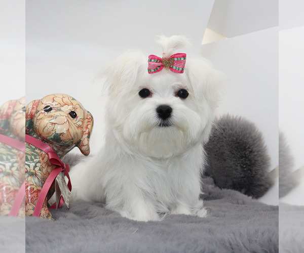 Medium Photo #2 Maltese Puppy For Sale in LOS ANGELES, CA, USA