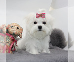 Small #1 Maltese