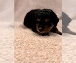 Small Photo #53 Miniature Bernedoodle Puppy For Sale in AUBURNDALE, FL, USA
