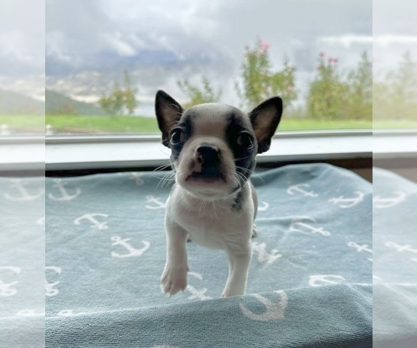 Medium Photo #15 Boston Terrier Puppy For Sale in OROVILLE, CA, USA