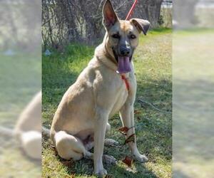 German Shepherd Dog-Unknown Mix Dogs for adoption in Perry, GA, USA