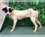 Small #3 Mutt