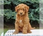 Small #1 Goldendoodle (Miniature)