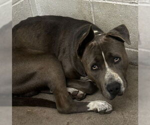 American Pit Bull Terrier Dogs for adoption in San Bernardino, CA, USA