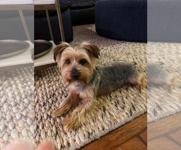 Medium Photo #1 Mutt Puppy For Sale in Menifee, CA, USA