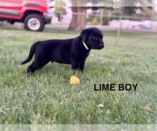 Medium Photo #7 Labrador Retriever Puppy For Sale in LEWISTON, ID, USA