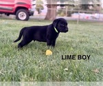 Small #6 Labrador Retriever
