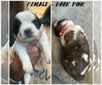 Puppy Dark Pink Saint Bernard