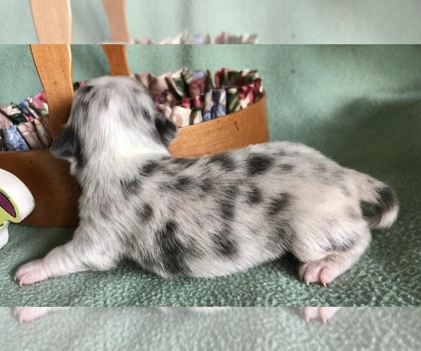 Medium Photo #3 Chihuahua Puppy For Sale in NEWVILLE, PA, USA
