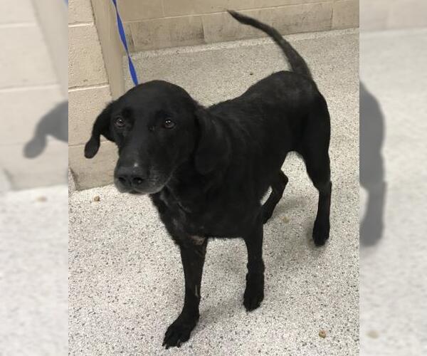 Medium Photo #1 Labrador Retriever-Unknown Mix Puppy For Sale in Conroe, TX, USA