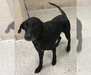 Labrador Retriever-Unknown Mix Dogs for adoption in Conroe, TX, USA