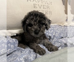Poodle (Toy) Puppy for sale in FLORESVILLE, TX, USA