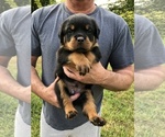 Small Photo #4 Rottweiler Puppy For Sale in BAINBRIDGE IS, WA, USA