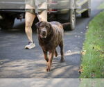 Small #7 Labrador Retriever