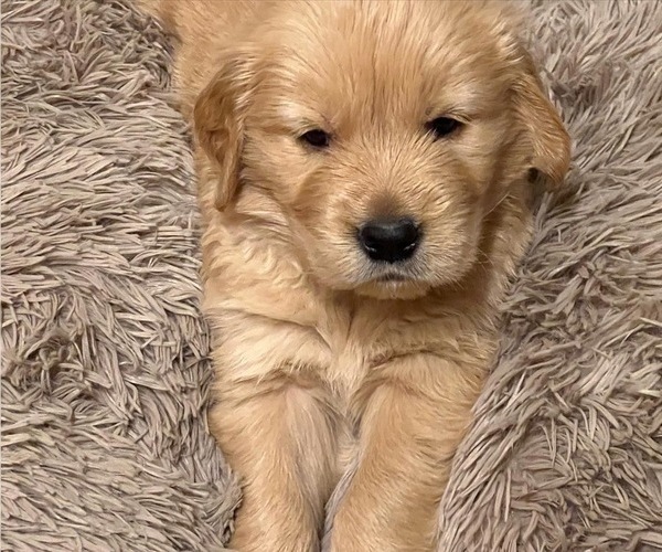 View Ad Golden Retriever Litter of Puppies for Sale near Pennsylvania