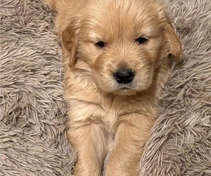 Golden Retriever Puppy for sale in GREENSBURG, PA, USA