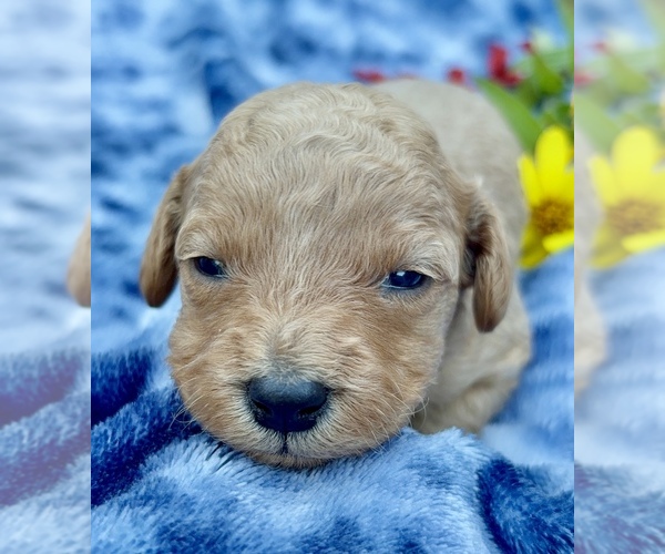 Medium Photo #3 Cavapoo (Miniature) Puppy For Sale in WAUSEON, OH, USA