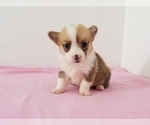 Small Photo #5 Pembroke Welsh Corgi Puppy For Sale in CLARK, MO, USA