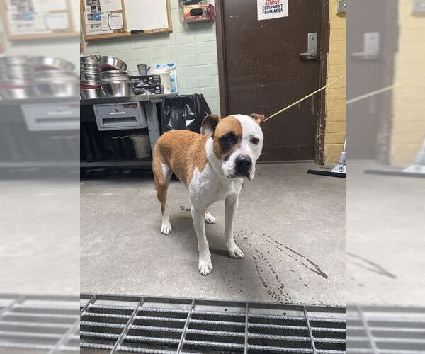 Medium Photo #1 Mutt Puppy For Sale in Stockton, CA, USA