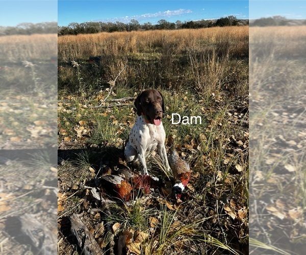 Medium Photo #1 German Shorthaired Pointer Puppy For Sale in THOMASVILLE, AL, USA