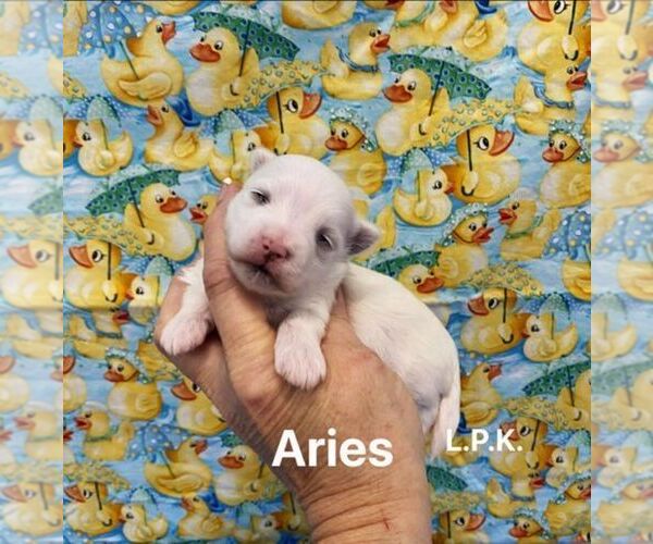 Medium Photo #1 Maltese Puppy For Sale in WINNSBORO, LA, USA