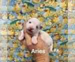 Image preview for Ad Listing. Nickname: Aries
