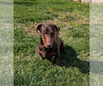 Small #4 Dachshund