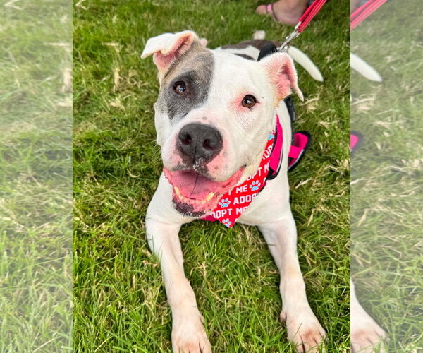 Medium Photo #2 American Pit Bull Terrier-Unknown Mix Puppy For Sale in Germantown, OH, USA