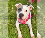 Small #1 American Pit Bull Terrier Mix