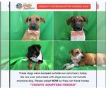 Abandoned street dogs - Female Mutt Dog for Adoption - Small photo