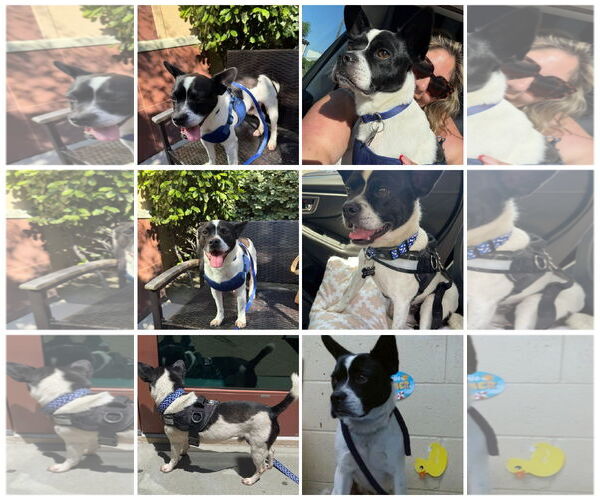 Medium Photo #8 Boston Terrier-Unknown Mix Puppy For Sale in Huntington Beach, CA, USA