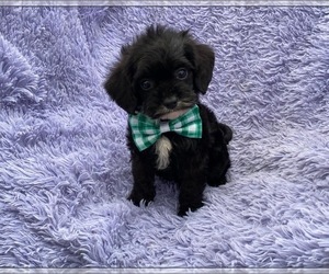 Cavapoo Puppy for sale in CAMPBELLSVILLE, KY, USA