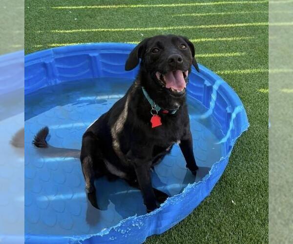 Medium Photo #3 Labrador Retriever-Unknown Mix Puppy For Sale in San Diego, CA, USA
