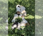 Small #12 Ausky-Great Pyrenees Mix