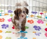 Small #11 Cockapoo (Toy)-Poodle (Toy) Mix