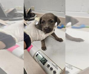 Labrador Retriever-Unknown Mix Dogs for adoption in Corpus Christi, TX, USA