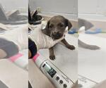 Small Labrador Retriever Mix