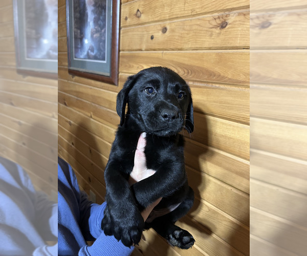 Medium Photo #1 Labrador Retriever Puppy For Sale in FAIRCHILD, WI, USA