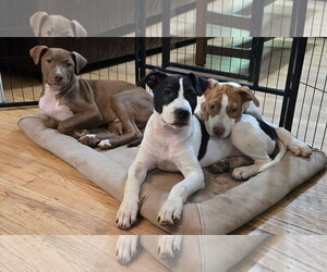 Teton ~ meet me! - Male Mutt Dog for Adoption - Photo #3