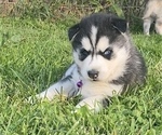 Small Photo #2 Siberian Husky Puppy For Sale in WORTHINGTON, KY, USA
