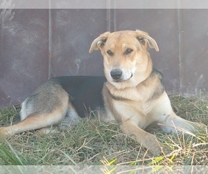 German Shepherd Dog Puppy for sale in AUBURN, KY, USA