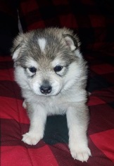 Alaskan Klee Kai Puppy for sale in APACHE JCT, AZ, USA