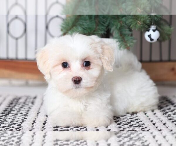 Medium Photo #1 Zuchon Puppy For Sale in NAPLES, FL, USA